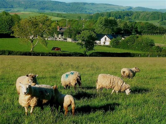 grazing sheep and Exmoor