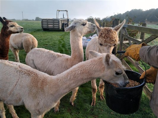 alpaca feeding at middle stone farm glamping