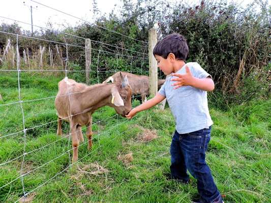 feeding the goats at Middle Stone Farm Glamping