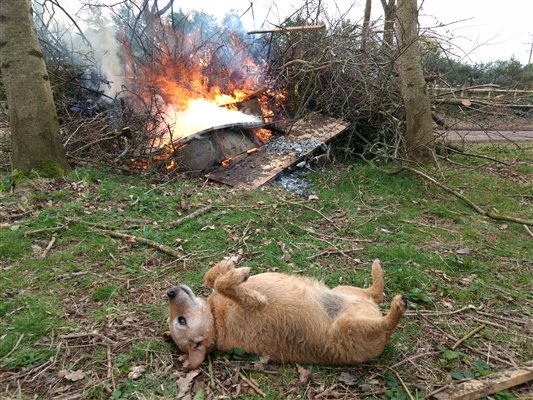 dog friendly glamping