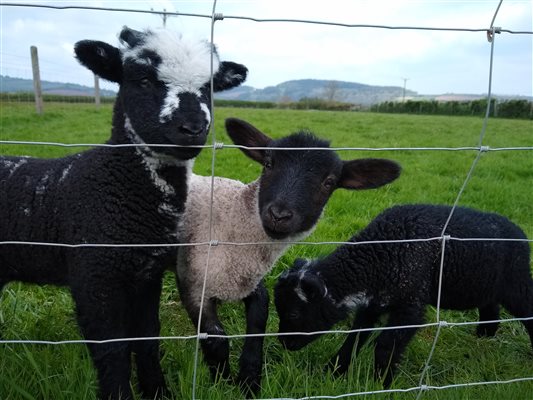 April lambing Farm Experience