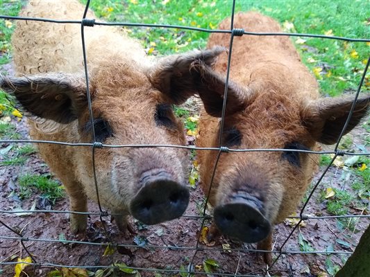 Hungarian pigs