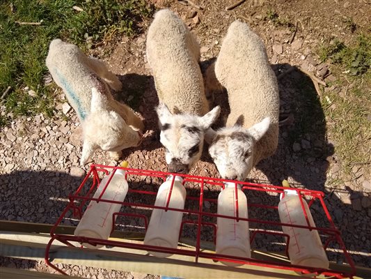 lambs in Spring at Middle Stone Farm