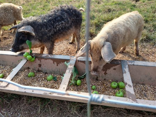 pigs on the farm