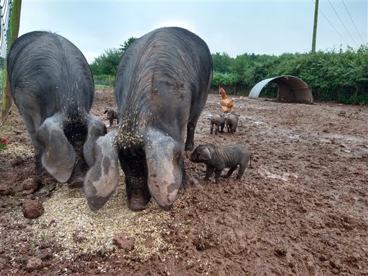 Devon piglets