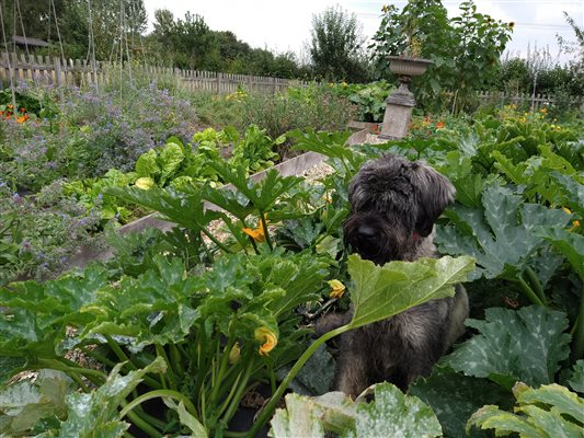Dog in the vegetable Garden at Middle Stone Farm