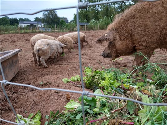 pigs at Middle Stone Farm Glamping