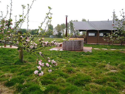 Glamping in the spring apple orchard