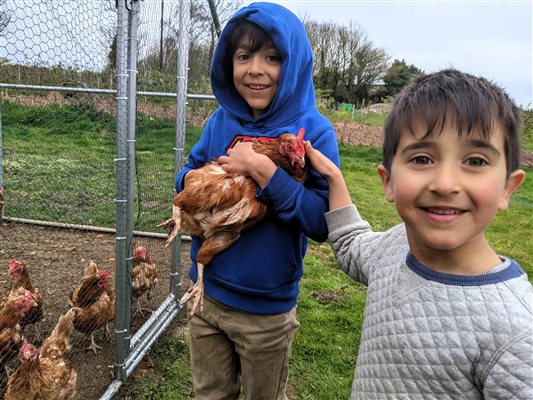 meet the chickens at middle stone farm