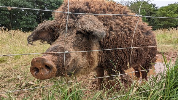 farm stay pigs