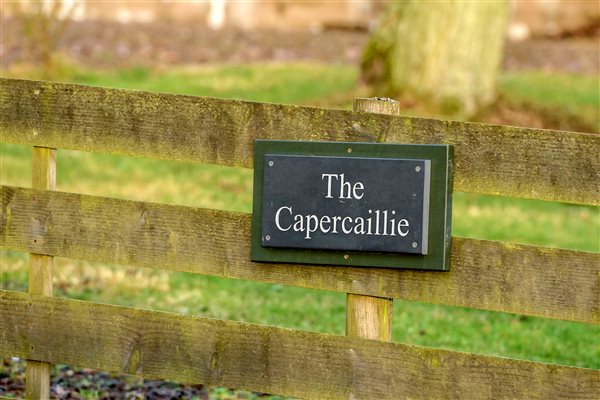 Welcome to the Capercaillie