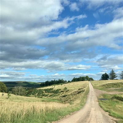 field with track through