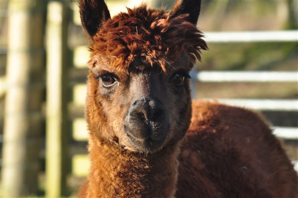 Brown Alpaca