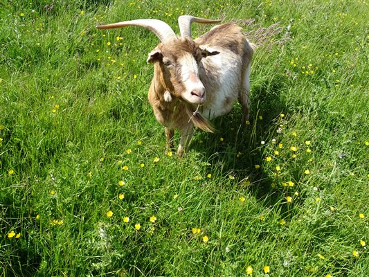 Goat in meadow