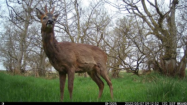 Roedeer at Airhouses