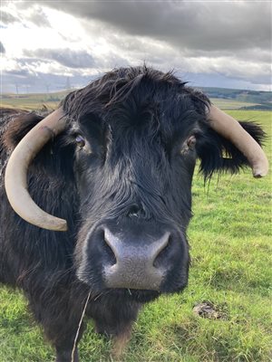 Apple the Highland cow at Airhouses 