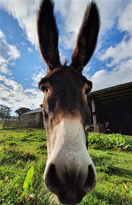 Dylan the Donkey at Airhouses