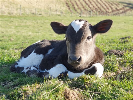 Sheltand Calf at Airhouses 