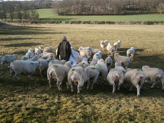 Feeding ewes