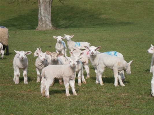 Lambs in spring