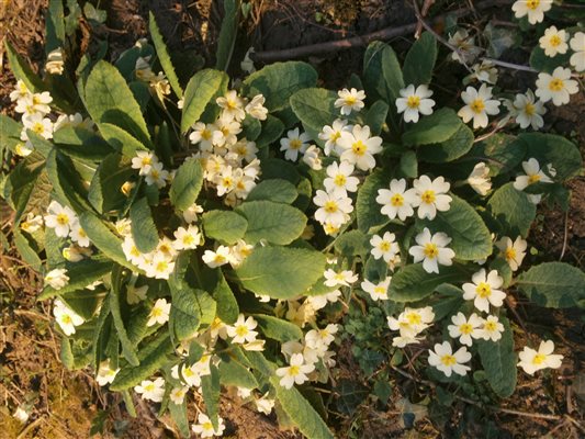 Spring Flowers - primroses
