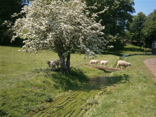 Lambs at Swarling