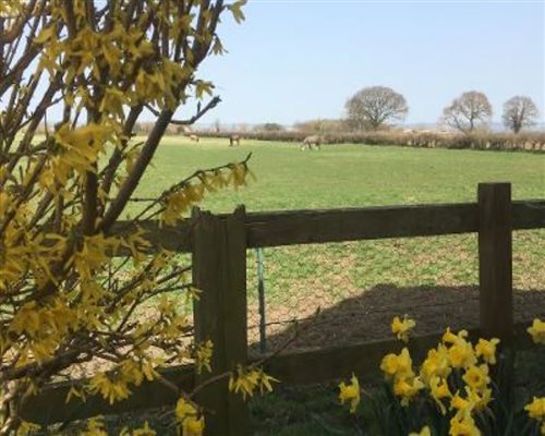 Horses through shrub