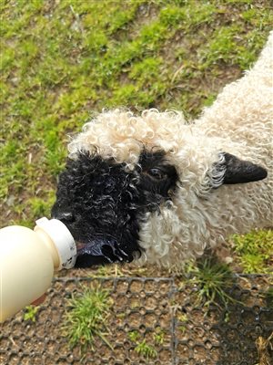 Bottle Feeding sometimes available