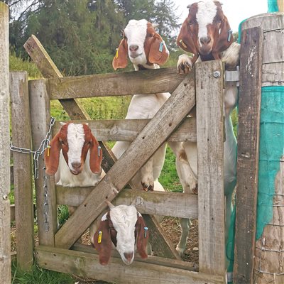 Some of the Goaties