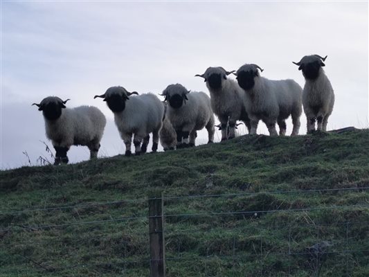 Pet Sheep