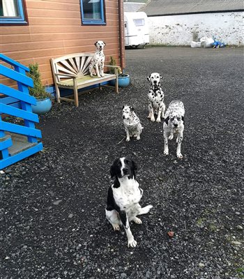 Very friendly doggies right outside the lodge!