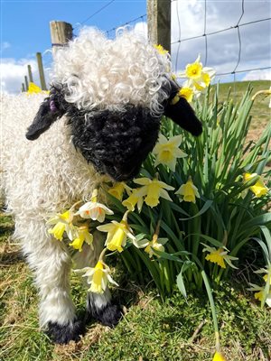 Valais Blacknose Lamb