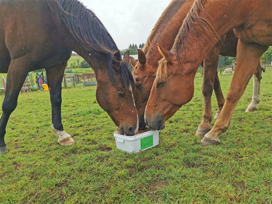 Some of the horses