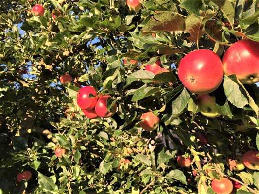 apples orchard