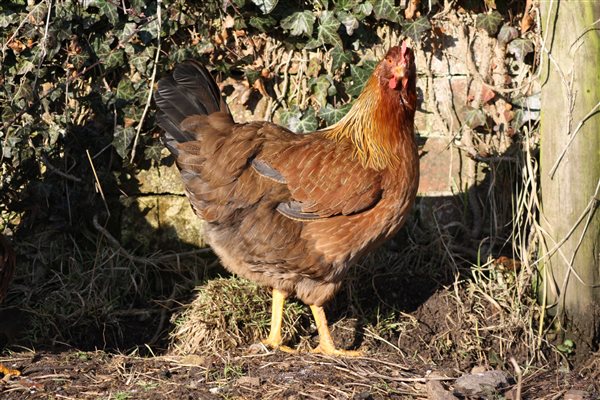 wellsummer hen