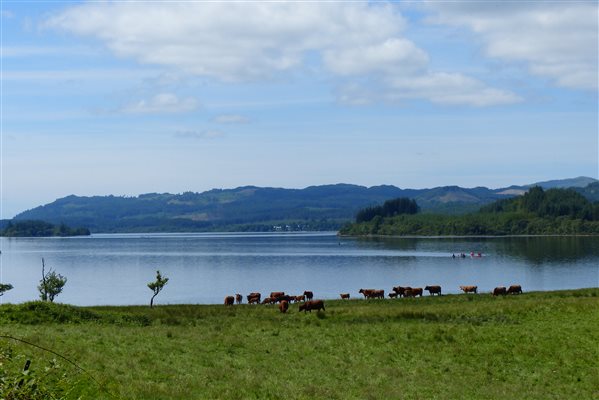 a green field with cows cooling in loch awe