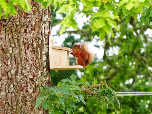 red squirrel at nut feeder