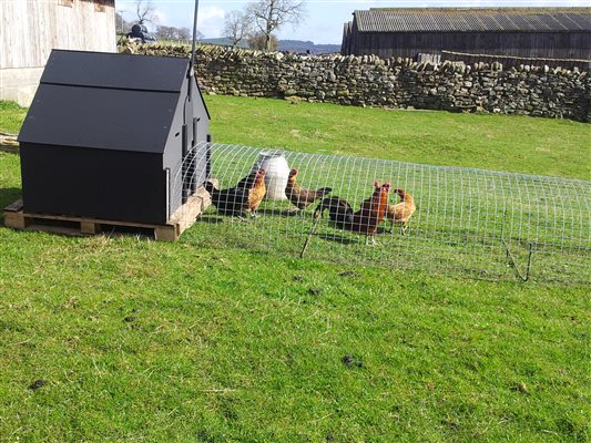 our free range hens - fresh eggs for breakfast