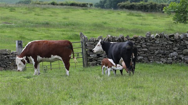 Hereford cows with calf