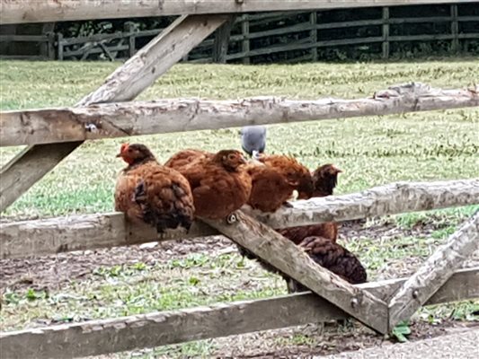 Bantams on the gate