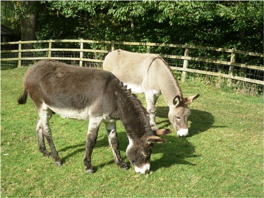 Billy and O'Mally Grazing