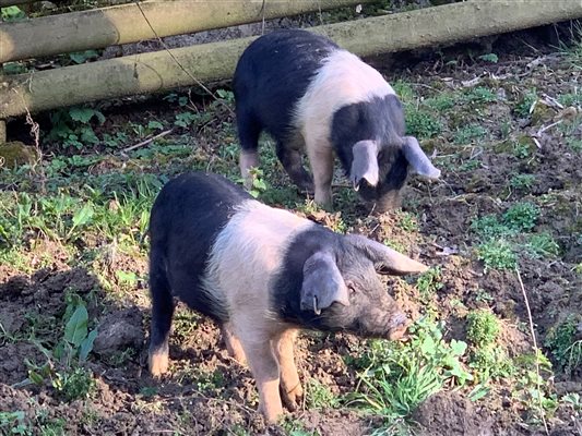 Our new piglets Eric and Ernie