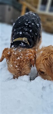 2 dogs with their noses deep in crunchy white snow