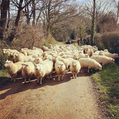 sheep