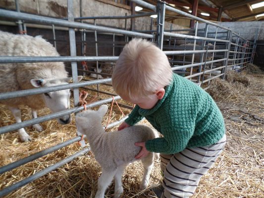 Lambing help