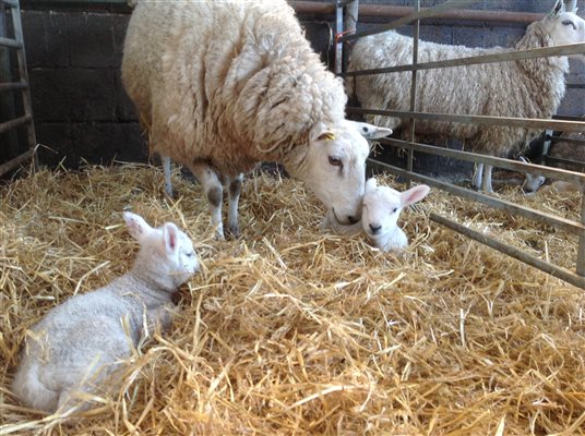 Lambing