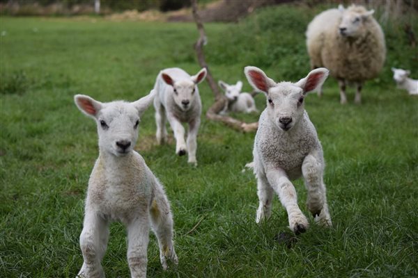 Lambs