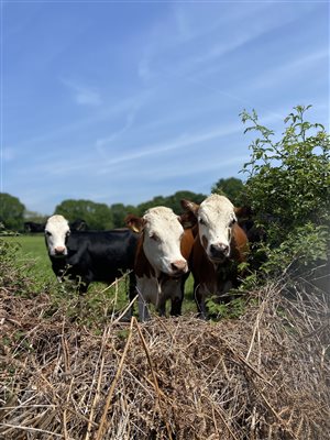 cattle