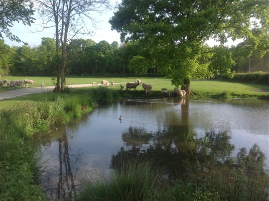 duck pond