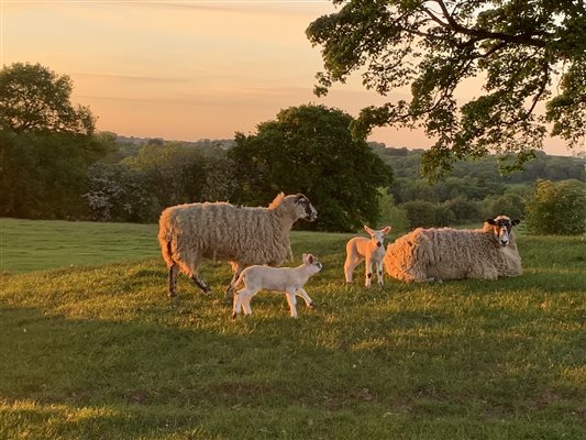 orange sunset colouring the sheep! 